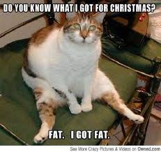 Funny Cat Pictures With Captions For More Funny Cat Pictures Please Visit Roflcopedia Dot Com And Facebook Dot Funny Cat Pictures Funny Animals Funny Pictures