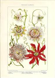 1912 Botany Print Passion Flowers Vintage Antique Art Illustration Book Plate Natural Science Gr Ilustracao Botanica Vintage Prints Illustration