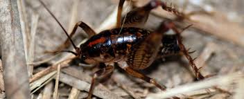 Engaging people in creative learning experiences. Camel Crickets Cave Crickets Missouri Department Of Conservation