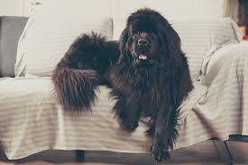 Although the location and some of the protocols—like no vendors or spectators—are different, one thing remains. 15 Long Haired Dog Breeds That Anyone Would Envy