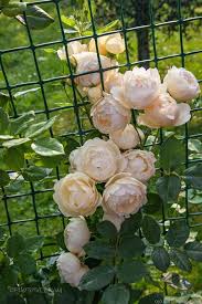 It is easy to grow and disease resistant. Ausblanket Rose Photo Beautiful Rose Flowers Rose Garden Landscape Beautiful Roses