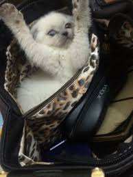 Ankara Kedi Oteli Kedi Kopek Ankara