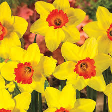 Breck S Red Devon Large Cupped Daffodil Bulbs 10 Pack 60824 Daffodil Bulbs Bulb Flowers Daffodils