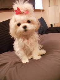 Love That They Leave Her Hair Long Enough For A Cute Updo Dream Dog Maltese Puppy Maltese Dogs Cute Dogs