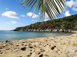 Guadalupe ist eine insel vulkanischen ursprungs, die etwa 240 kilometer westlich der mexikanischen halbinsel die insel gehört zur gemeinde ensenada des bundesstaates baja california. Guadeloupe Urlaub Die Insel Der Schonen Wasser Urlaub Guadeloupe Ausflug