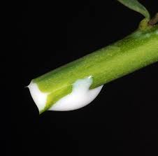 Image result for Euphorbia pseudopetiolata