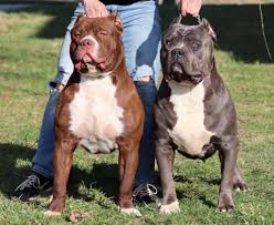 Xxl pitbull puppies for sale cheap. Xl Xxl Pitbull Xl Xxl American Bully Puppies In Ohio Xl American Bully Breeders In Nw Ohio