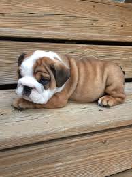 With support from our generous partners and sponsors, georgia english bulldog rescue has rescued more than 90 dogs in 2020 alone with veterinary costs exceeding $155,000. English Bulldog Puppies For Sale Athens Ga 250143