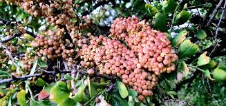 Image result for Gymnosporia buxifolia