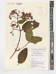 Image result for Dichaetanthera