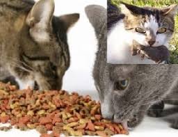 Jika kalian memelihara kucing jenis ini. Jenis Makanan Yang Terbaik Dan Yang Harus Dihindari Untuk Kucing Belajar Beternak