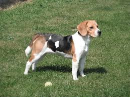 È un cane perfetto per vivere in appartamento e in un contesto familiare, essendo molto piccolo, buffo, affettuoso e simpatico, e anche per questo amato molto dai bimbi. Cani Taglia Media Le Razze Da Appartamento Piu Diffuse