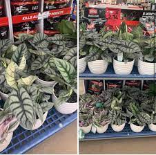 Hours may change under current circumstances Mature Alocasia Silver Dragons At Lowe S In Huntersville Nc Plantwatch