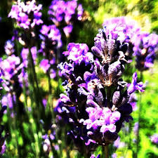 Lavendel blüht von juni bis august und wird, je nach sorte, bis zu einem meter hoch. Gartentechnik De