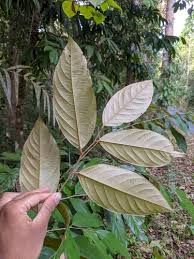 Image result for Cleistanthus schlechteri