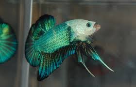 Pengurusan kualiti air di dalam akuarium adalah perkara yang paling penting dalam menternak ikan hiasan di dalam akuairum. 9 Jenis Ikan Cupang Termahal Di Indonesia Bahkan Di Dunia