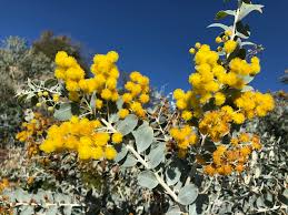Image result for Acacia podalyriifolia