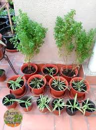 Planta Cinta Del Amor Planta Arana Huerto Casero Centros De Mesa Plantas Huerto En Casa