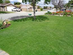 However, the germination rate (the number of seeds that will grow) will decrease. These Grass Lawn Options Work Well In Arizona S Climate Home Garden Tucson Com