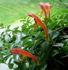 If you're trying to grow houseplants indoors, you'll find that some rooms of your house are low in natural light. Goldfish Plant Care Growing And Caring For Goldfish Plants