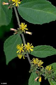 Image result for Triumfetta tomentosa