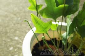 フレボディウムオーレウム ブルースターの生育状況 6月に植え替えてから 地味にですが生長しています 地味な葉 に長い名前 もっと知名度が上がればいいんですが