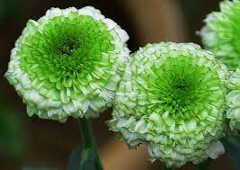 Green mums flowers for sale. White And Green Mum Flowers Photograph By Johnson Moya