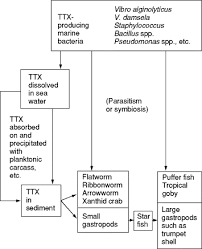 Raw Fish An Overview Sciencedirect Topics