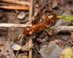 Image result for Landolphia incerta