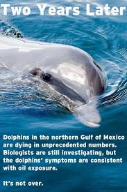Bp Oil Spill The Deadly Toxic Affects Kill Marine Life Which In Turn Will Kill You Dolphins Save Earth Gulf Of Mexico