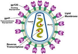 A virus is a submicroscopic infectious agent that replicates only inside the living cells of an organism. Hiv Wikipedia