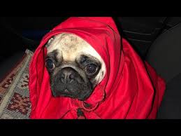 Pug Gunlukleri Wc Egitimi Nasil Verilir Youtube