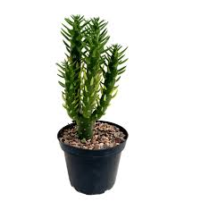 Image result for Austrocylindropuntia