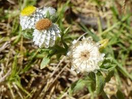 Image result for Helichrysum argyrosphaerum