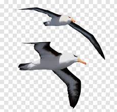 Seagulls and albatrosses are in fact different birds. Gulls Bird Jonathan Livingston Seagull Great Albatross Clip Art Wing Transparent Png
