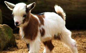 Goat Wallpapers Wallpaper Cave Download the perfect goat wallpaper pictures. goat wallpapers wallpaper cave