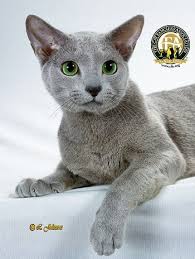Russian Blue The Cat Fanciers Association Inc