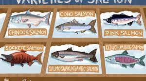 Top 6 Types Of Salmon