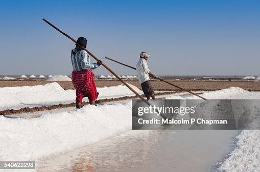 Salt Workers In The Little Rann Of Kutch Gujarat India High-Res Stock Photo - Getty Images