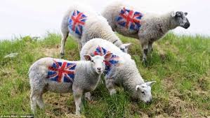 Pin By Julie Wallace On My Britain Animals Sheep Sheep And Lamb