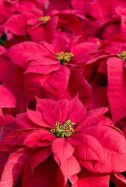 Pin By Katherine Baron On Flower Power Poinsettia Flowers Floral Art