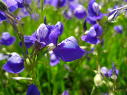 Image result for Utricularia tortilis