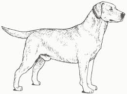 Golden Retriever Coloring Page New Golden Retriever Coloring Pages Colin Bookman Albanysinsanity Com Dog Drawing Dog Coloring Page Puppy Coloring Pages