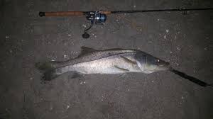 Andy tasker—drew developed a keen and useful mental picture of how snook relate to bridge structure—and why those big. Sanibel 7 12 18 Updated With Pics Florida Sportsman