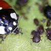 How to get rid of ladybugs? 1