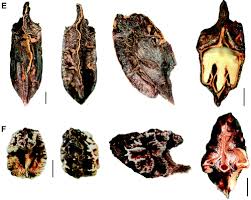 Image result for Rytigynia sp. F