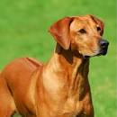 PuppyFind | Rhodesian Ridgeback Puppies for Sale