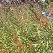 Image result for Sorghastrum