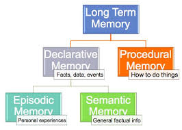 Long Term Memory Chart Kognineuro Memory Psychology
