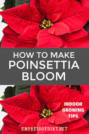 How To Make Poinsettias Rebloom As Houseplants Video Video Christmas Plants Poinsettia Plant Poinsettia Care